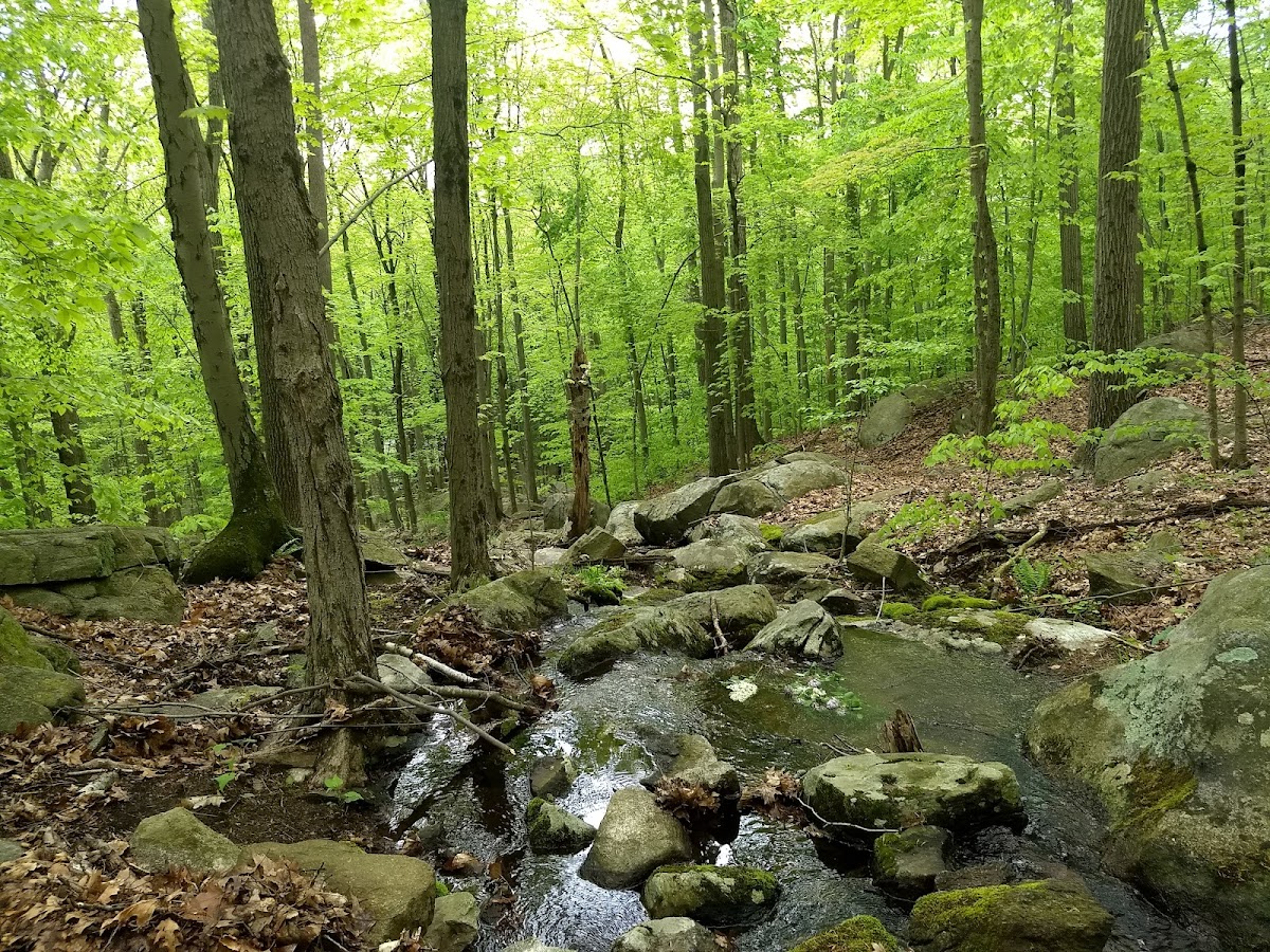 Naugatuck State Forest Quillinan Reservoir Block photo 4