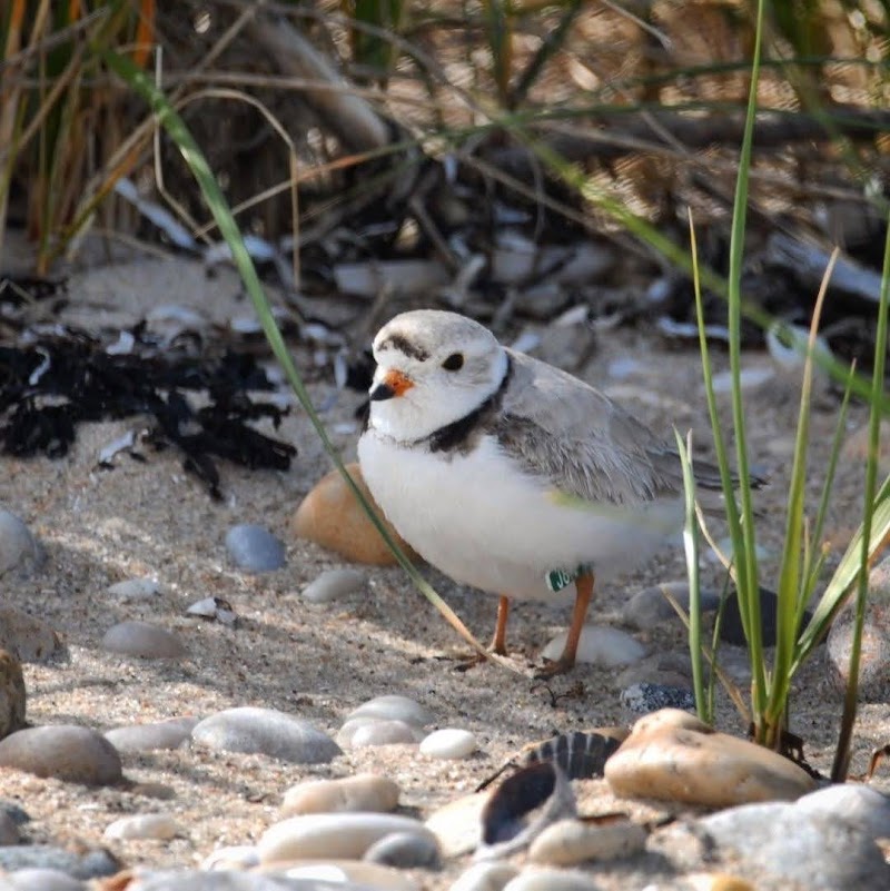 North Fork Audubon Society photo 3