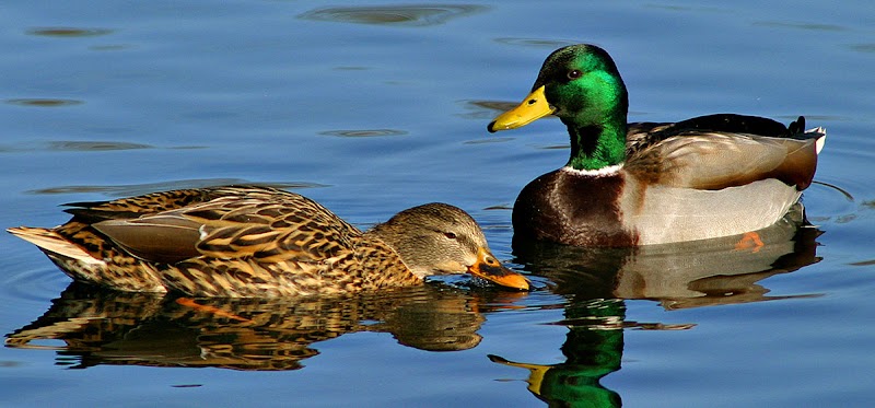 North Shore Wildlife Sanctuary photo 1