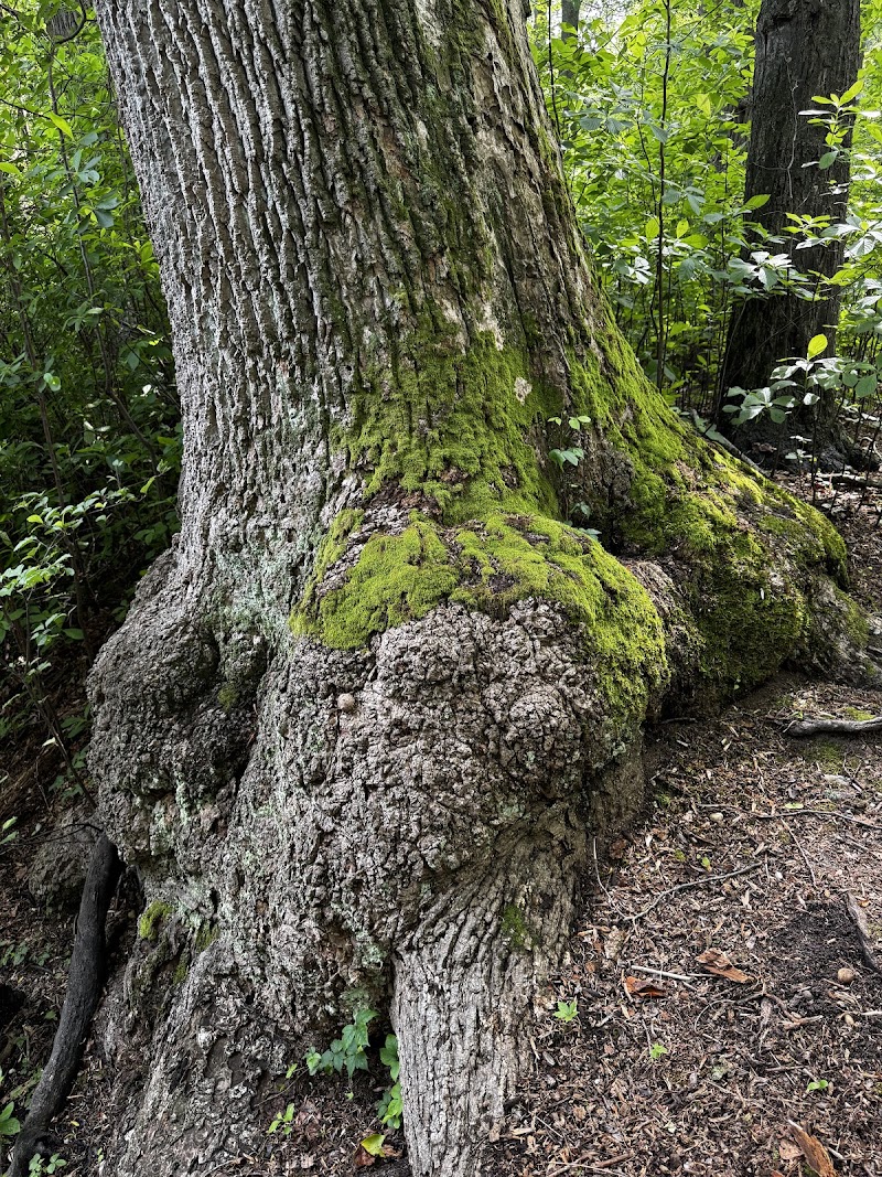 North Shore Wildlife Sanctuary photo 4