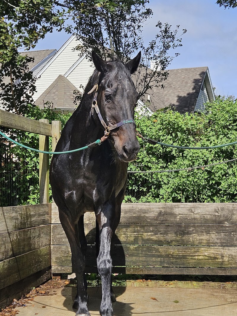 Old Town Equestrian Center photo 2