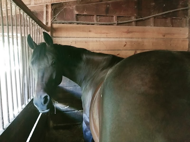 Old Town Equestrian Center photo 3