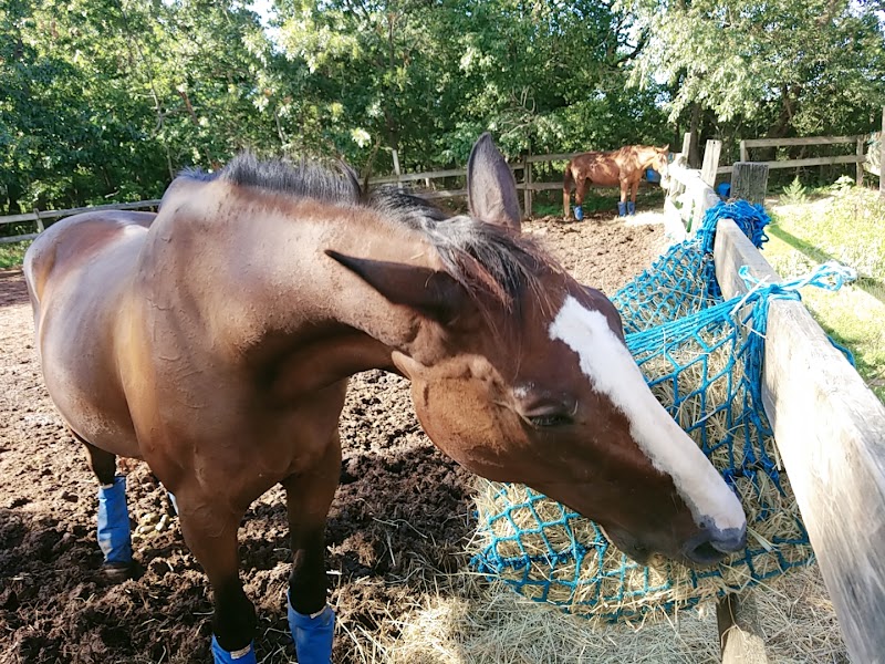 Old Town Equestrian Center photo 5