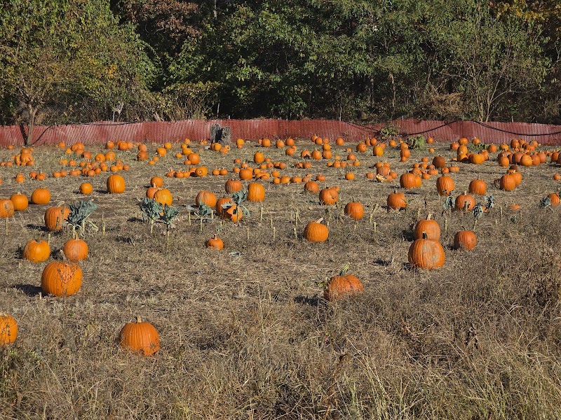 Organics Today Farm photo 2