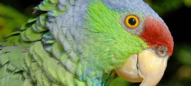 Parrots of the World photo 2