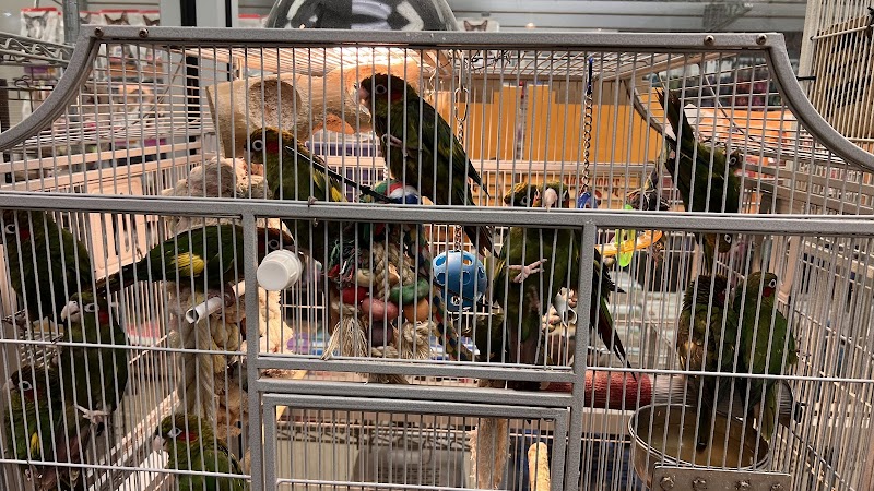 Parrots of the World photo 3