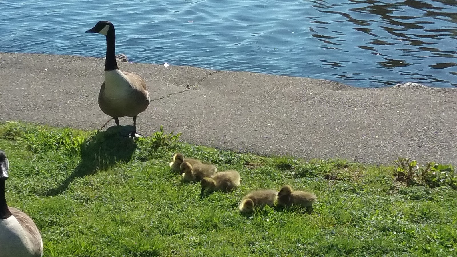 Pasacreta Park photo 3