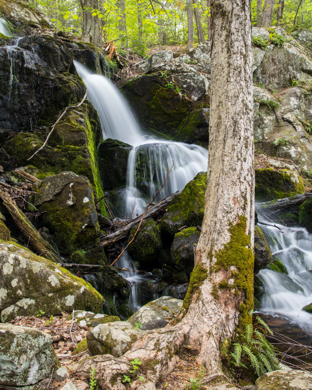 Paugussett State Forest photo 2