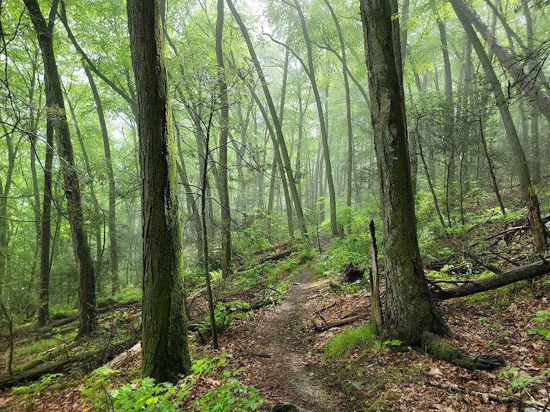 Paugussett State Forest photo 4
