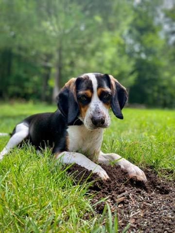 Paws Crossed Animal Rescue photo 2