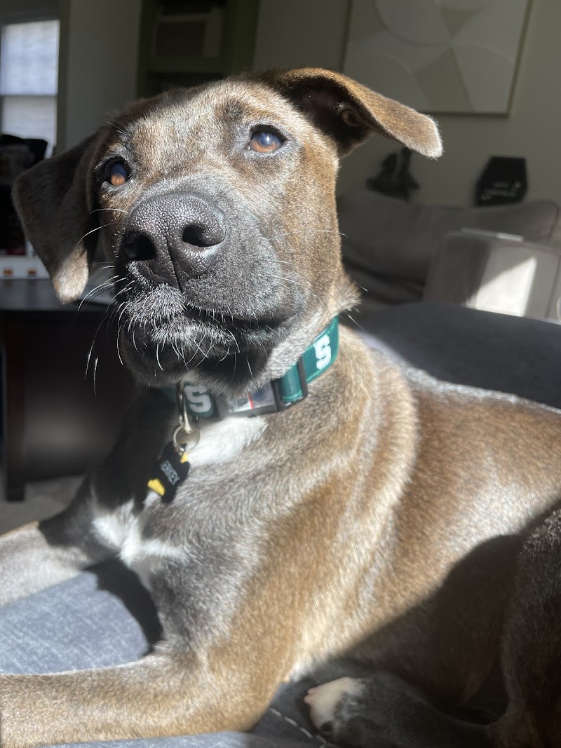 Paws Crossed Animal Rescue photo 4