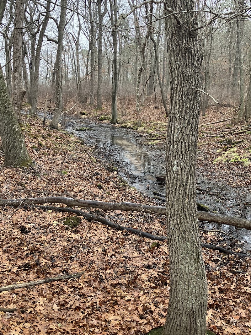 Peconic Bog County Park photo 5
