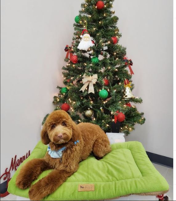 Pet Story NY photo 3
