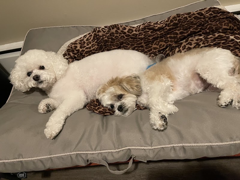 Pet Story NY photo 4