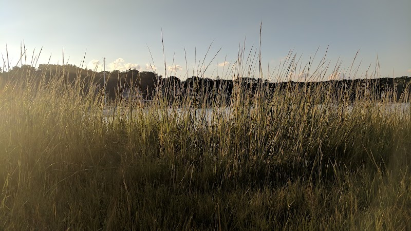 Phragmites Park photo 1