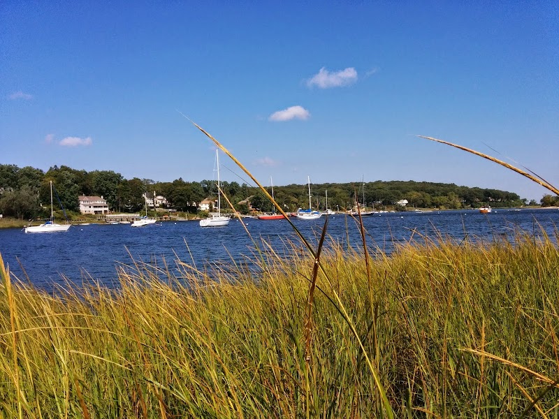 Phragmites Park photo 3