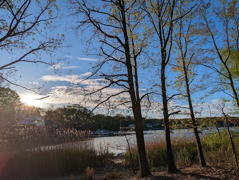 Phragmites Park photo 4