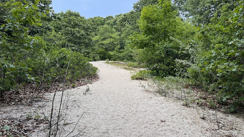 Phragmites Park photo 5