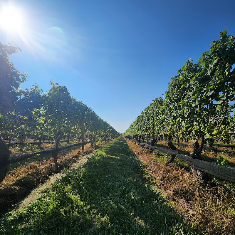 Pindar Vineyards photo 5