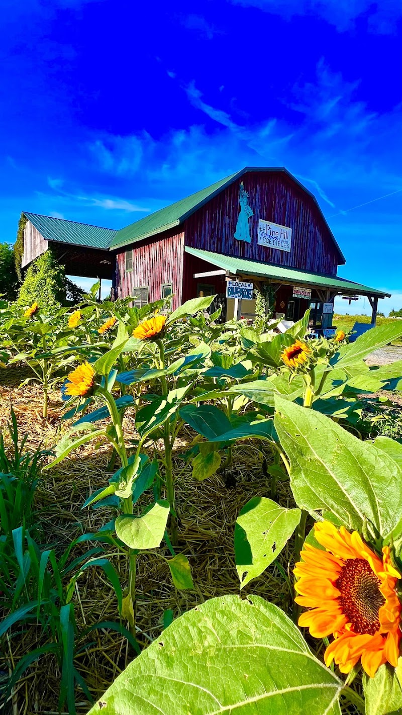 Pine Hill Farm photo 5