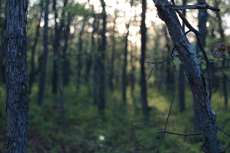 Pine Ridge Conservation Area photo 5