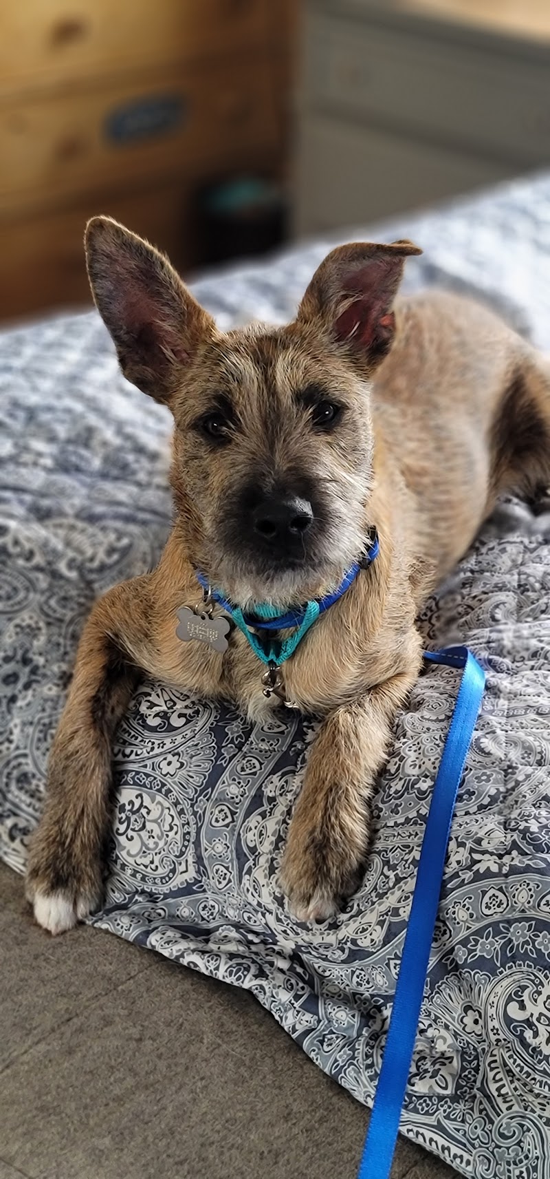 Posh Pets Rescue photo 2