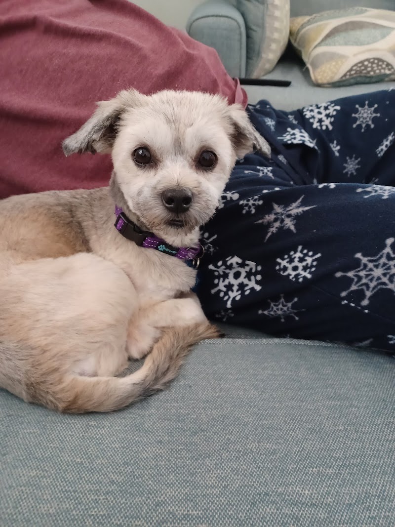 Posh Pets Rescue photo 3