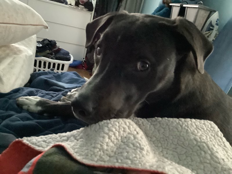Posh Pets Rescue photo 4