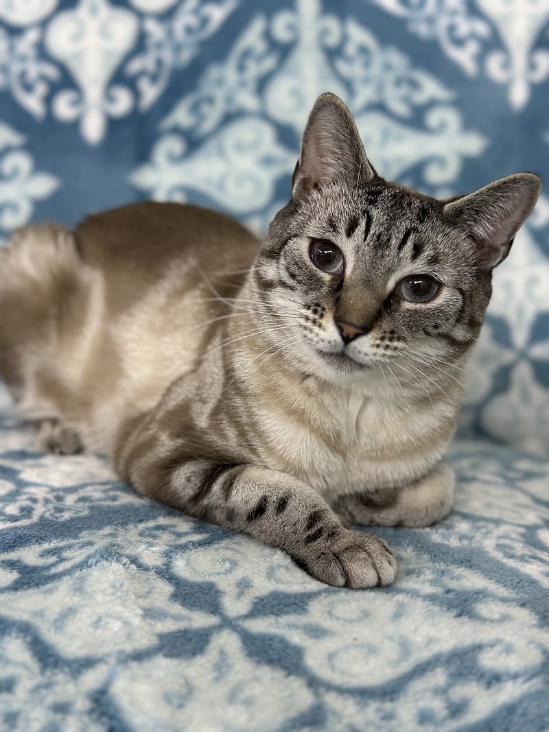 Posh Pets Rescue photo 5