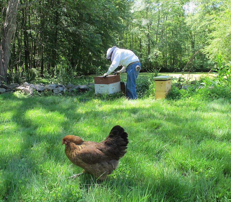 Pound Ridge Organics Farm, Food CoOp, Market and Teaching Kitchen photo 4