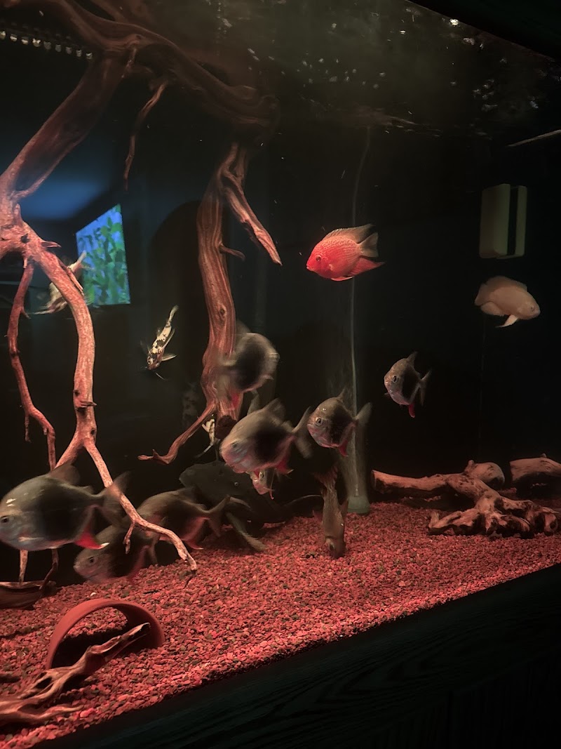 PREDATORY FINS photo 4