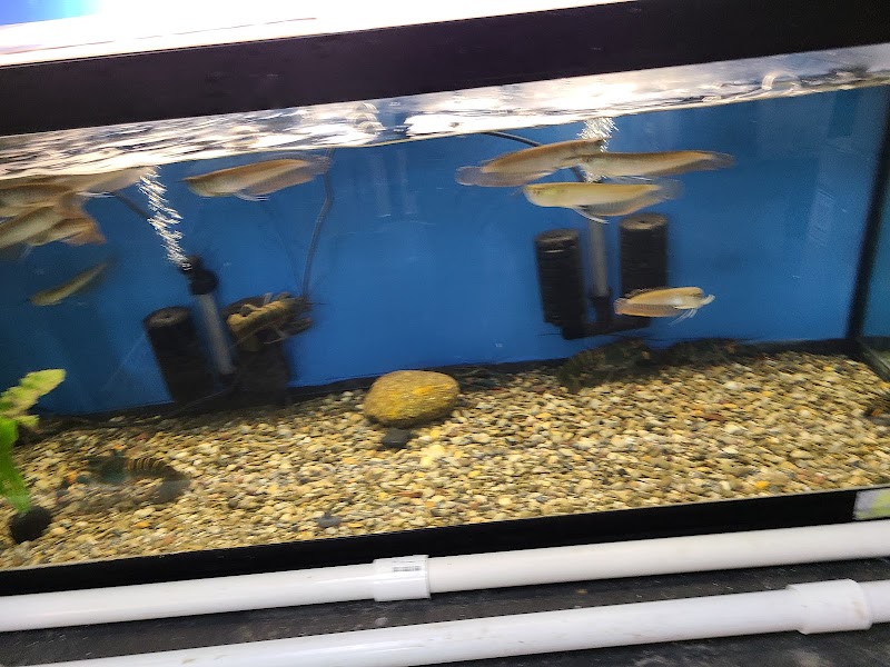 PREDATORY FINS photo 5