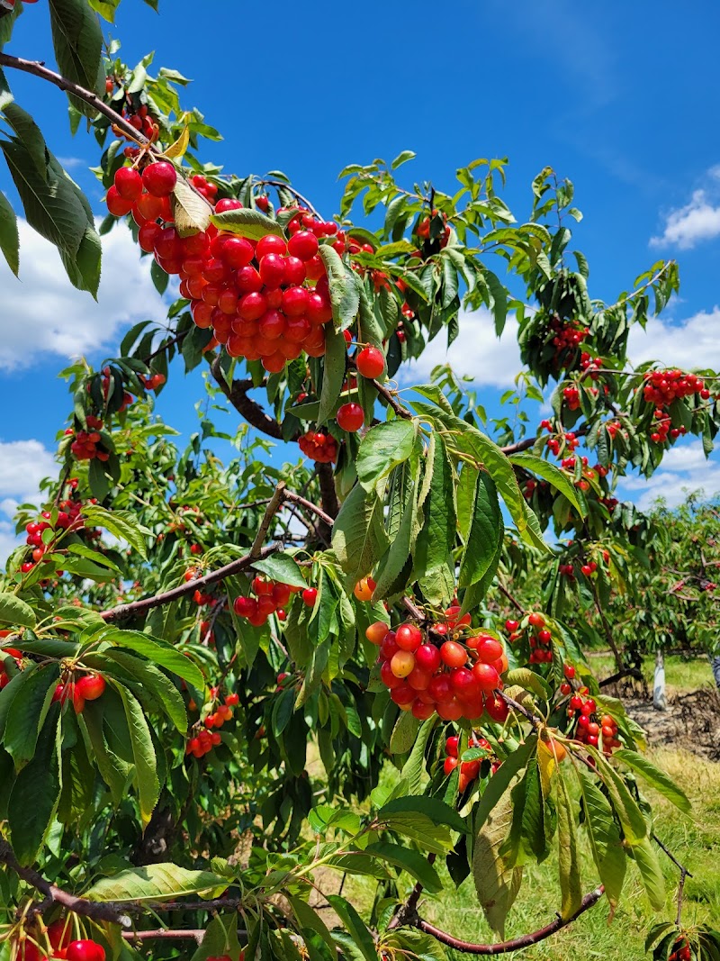Prospect Hill Orchards-Hilltop Farm photo 2