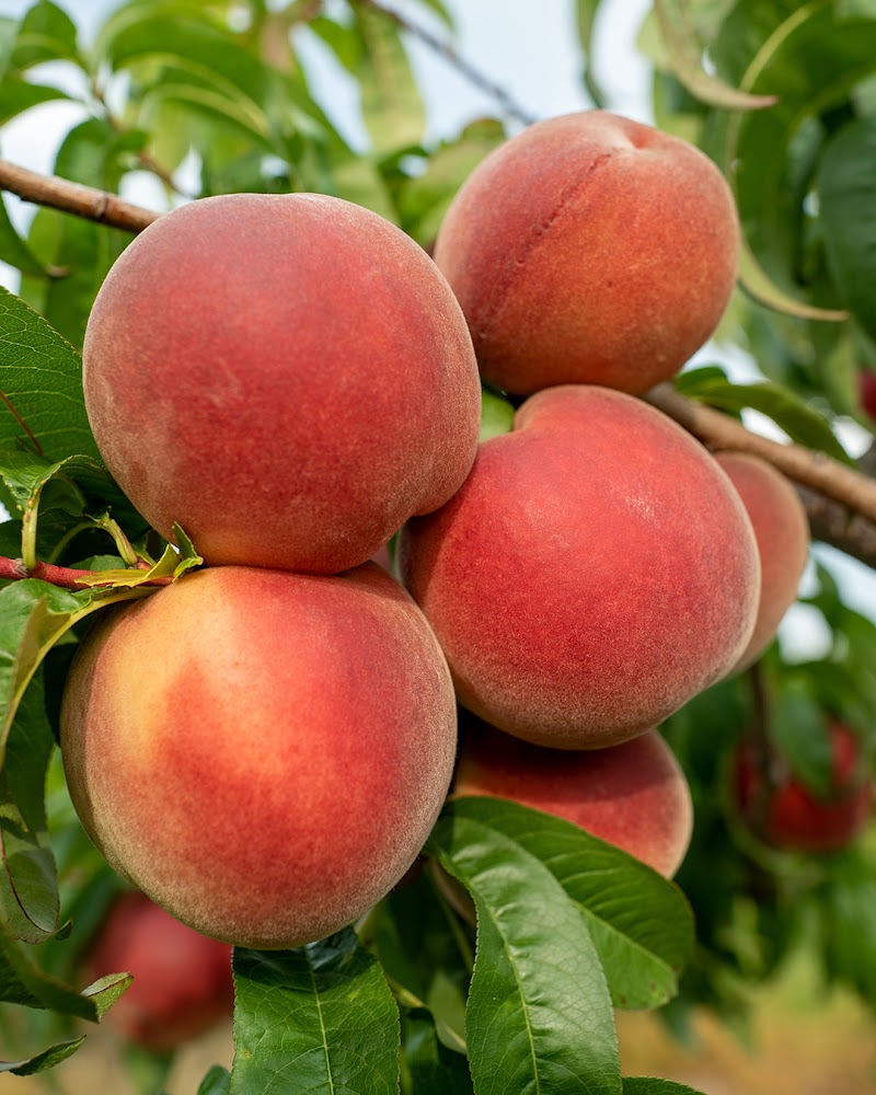 Prospect Hill Orchards-Hilltop Farm photo 3
