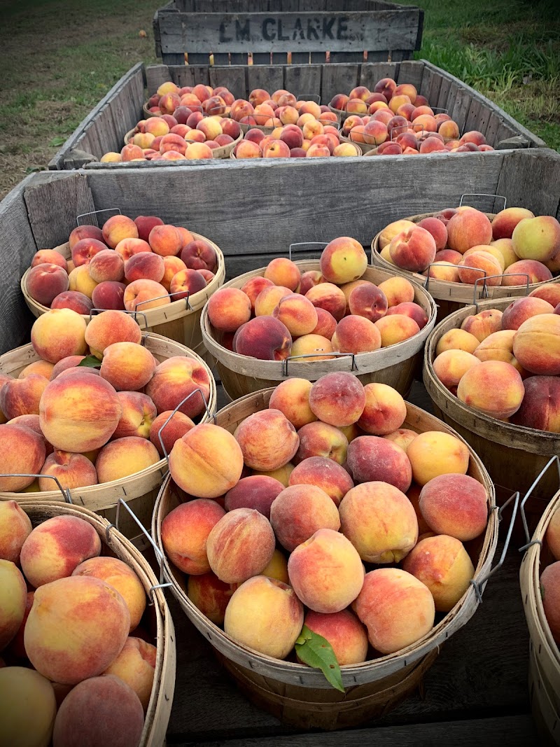 Prospect Hill Orchards-Hilltop Farm photo 4