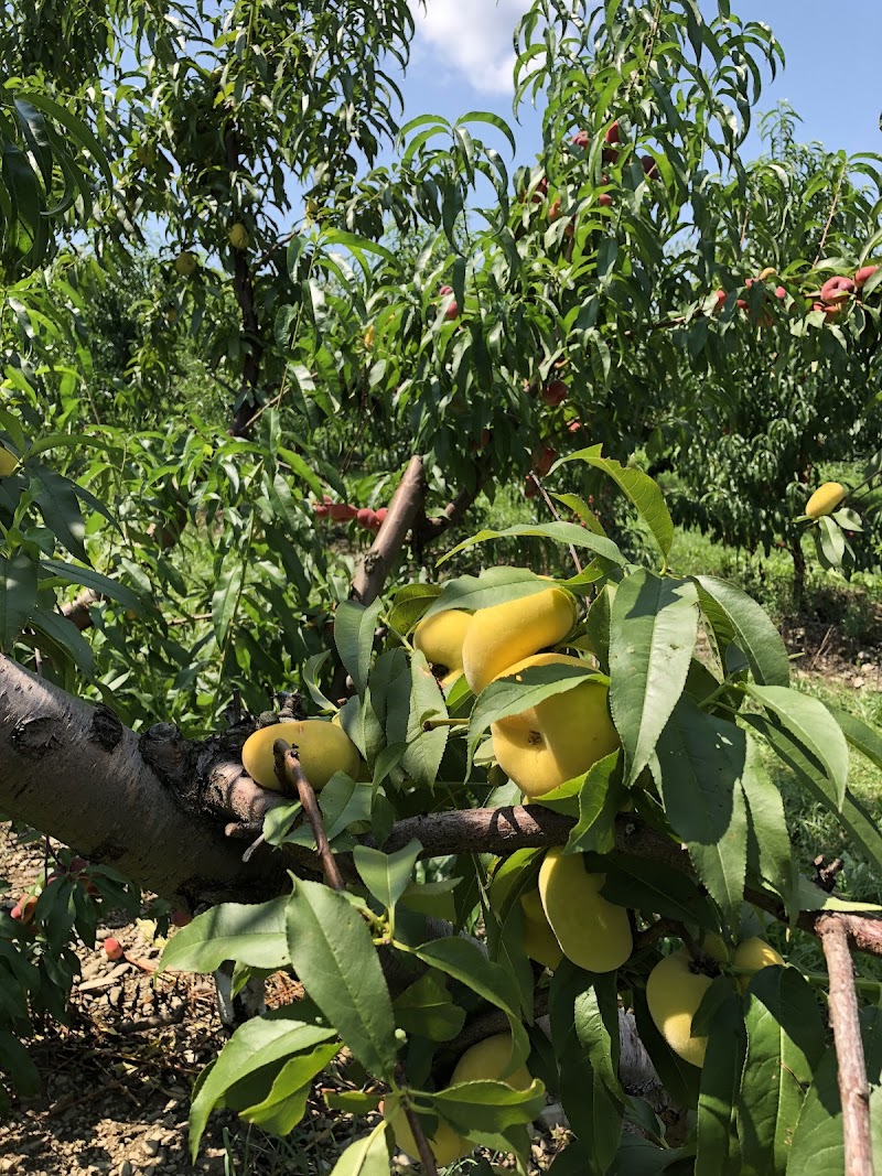 Prospect Hill Orchards-Homestead Farm photo 3