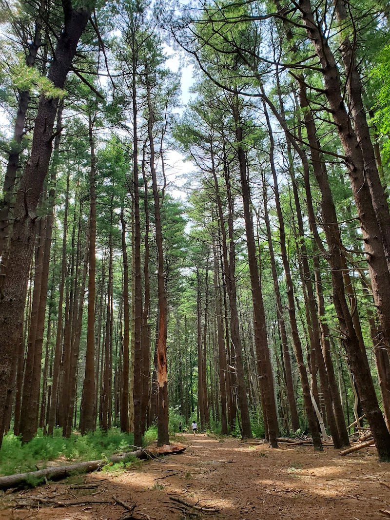 Prosser Pines Nature Preserve photo 2
