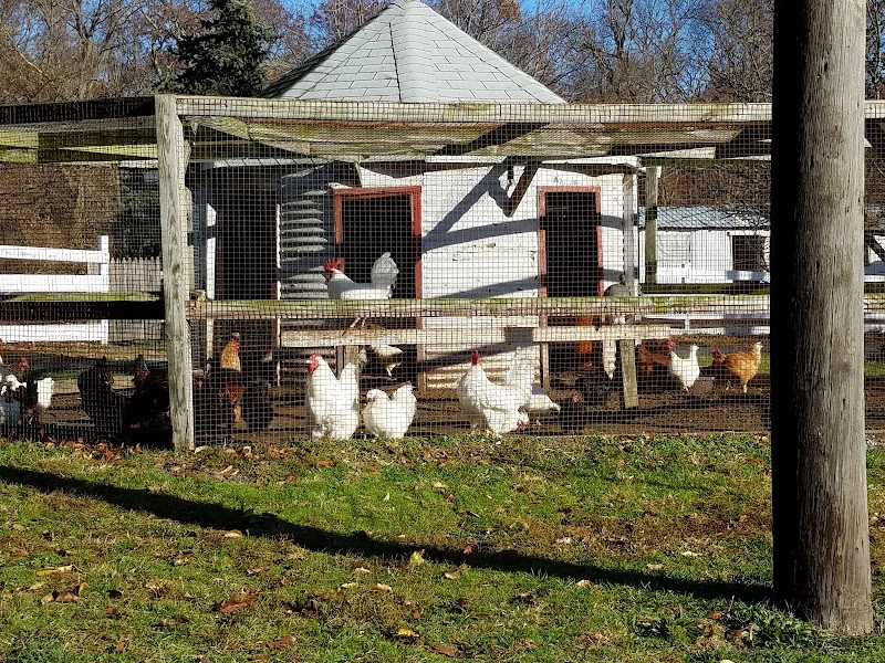 Raleigh's Poultry Farm photo 3