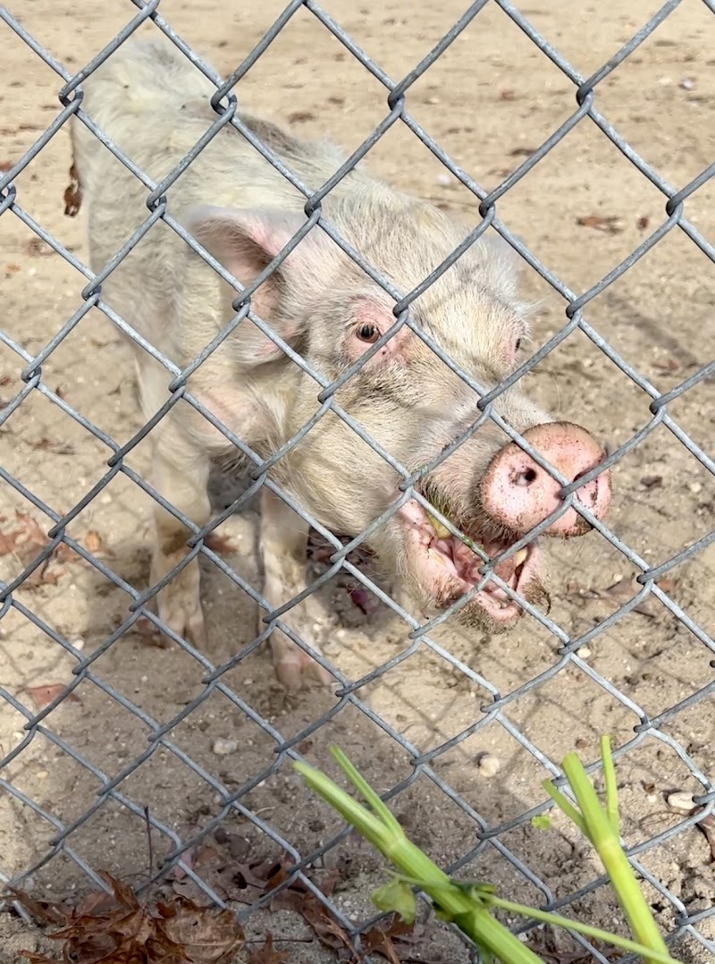 Raleigh's Poultry Farm photo 4