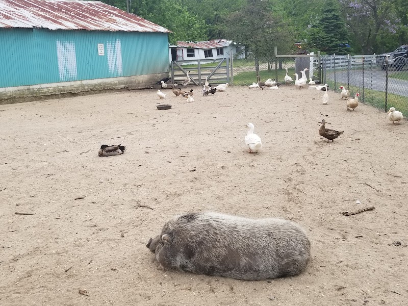 Raleigh's Poultry Farm photo 5