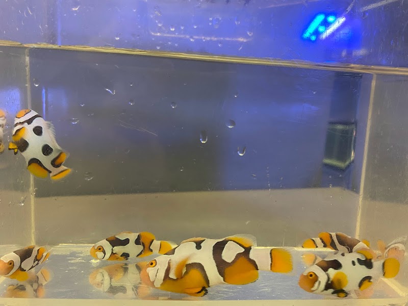 Reef Shark Aquarium Inc photo 4