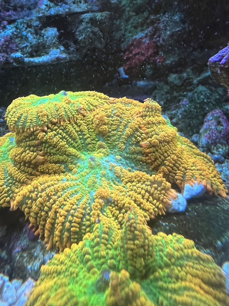 Reef Shark Aquarium Inc photo 5