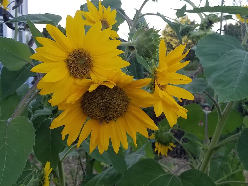 Reservoir Community Farm photo 5