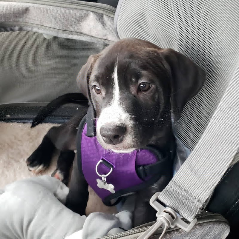 Ridgefield Operation for Animal Rescue photo 2
