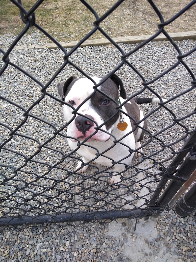 Ridgefield Operation for Animal Rescue photo 4