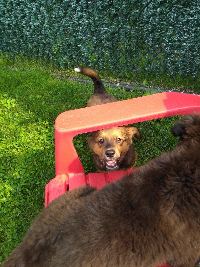 Ridgefield Operation for Animal Rescue photo 5