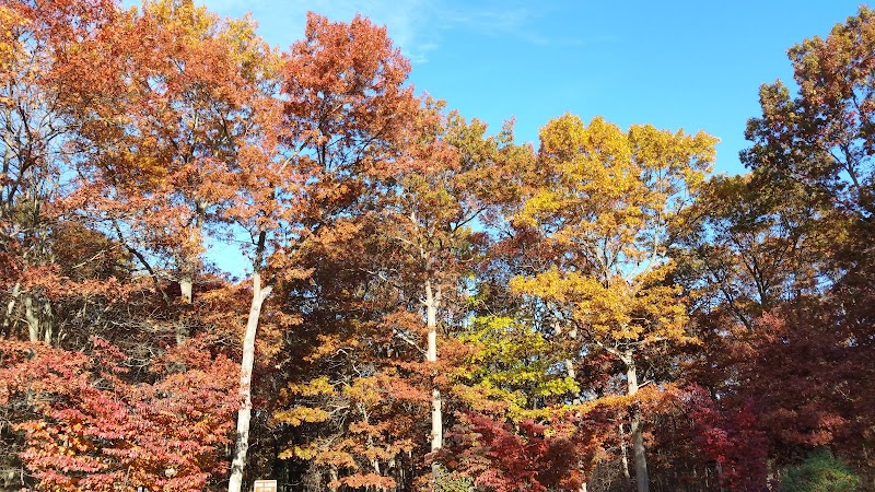 Robert J. Henke Nature Preserve Passive Park photo 5