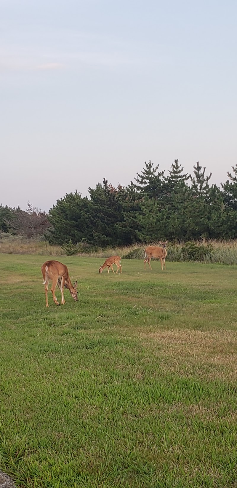 Robert Moses State Park Pitch and Putt Course photo 3