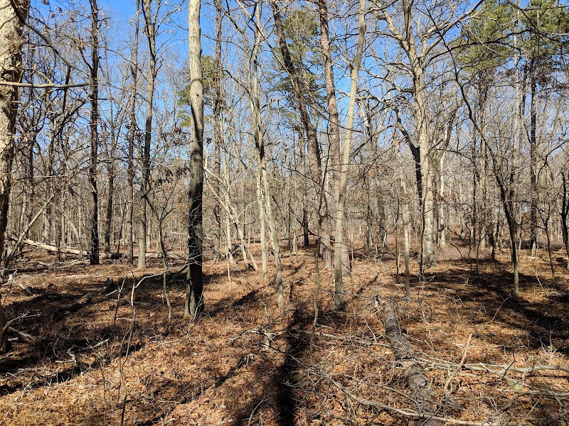 Rocky Point State Pine Barrens Preserve photo 1