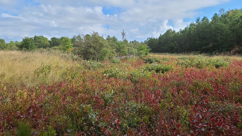 Rocky Point State Pine Barrens Preserve photo 4